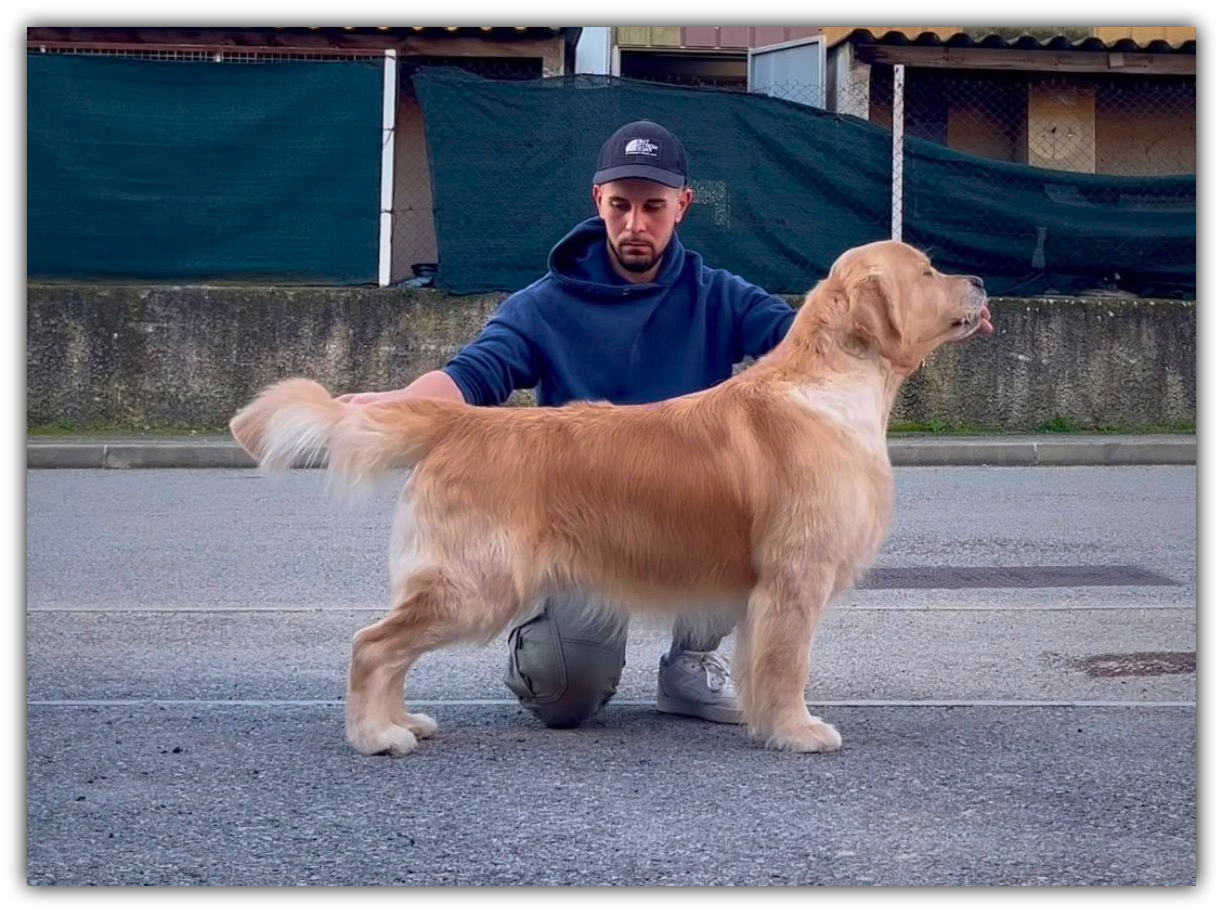 Of Gold Forever - Mon bel Italien "Harry" est DISPONIBLE POUR SAILLIES !